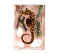 FHUILIJH Seahorse Resin Embedded Specimen - Educational Model Resin Artificial Amber Seahorse Model - for Cognitive Teaching for Young Children,Biology Teaching Demonstration,Clear,45mm