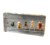 FHUILIJH Six Pests Specimens Real Insect Paperweight Flies Aphids Beetle Cricket Locusts Cockroaches Model Teaching Aid,Clear,140mm