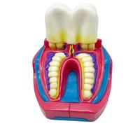 FHUILIJH Six Times Cross-Section Oral Teaching Model - Teeth Teaching Model - Anatomy Medical Model for Teaching and Studying,Flesh,8cm