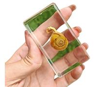 FHUILIJH Snail Specimen, Taxidermy Snail, Real Snail Specimens Animal Specimen in Resin for Science Classroom Science Education,Clear,11cm