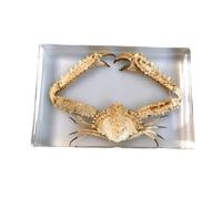 FHUILIJH Specimen of Spiny Crab - Educational Model Crab Embedded Specimen - for Biological Experiment Equipment,A,14cm