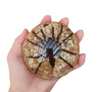 FHUILIJH Spider Resin Embedded Specimen - Educational Model Insects Specimens Model - for Cognitive Teaching Demonstration,Clear,102mm