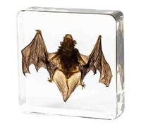 FHUILIJH Taxidermy Bat Specimen, Real Bat Specimens, for Science Classroom Science Education,A,7.5cm