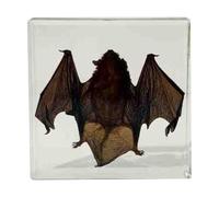 FHUILIJH Taxidermy Bat Specimen - Real Bat Specimens - Great Gift for Fans of Taxidermy,A,73mm