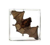 FHUILIJH Taxidermy Bat Specimen - Real Bat Specimens - Great Gift for Fans of Taxidermy,B,73mm