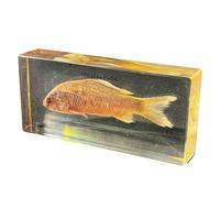 FHUILIJH Taxidermy Fish Specimen, Real Marine Specimen, Taxidermy Animal in Resin for Science Education,Clear,140mm