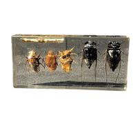 FHUILIJH The Black Grasshopper Life History Specimens - Cicada Life History Specimen - Science Classroom Specimens for Science Education,Clear,14cm