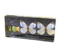 FHUILIJH Vegetable Pink Butterfly Life History Specimen Lifecycle of a Butterfly in Resin Block Paperweight for Science Education,Clear,14cm