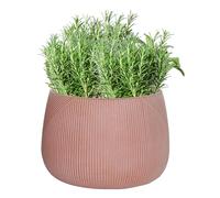 Fibre Clay Plant Pot Round Flower Pot Planter 29cm (Terracotta, Small 8.5L)
