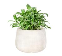 Fibre Clay Plant Pot Round Flower Pot Planters 29cm (White, Small 8.5L)