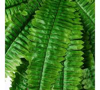 Fictory Artificial Persian Leaves, Fake Greenery Plants for Wall Decor, 80cm Long Hanging Vine with 32 Leaves, Plastic Green Foliage for Home Garden Wedding Office Decoration