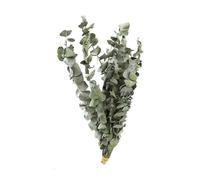 Fictory Dried Eucalyptus Bundles, Natural Preserved Eucalyptus Leaves, 10 Stems per Bunch, Home Decor for Vase, Wedding, Office, and Floral Arrangements
