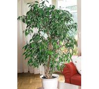 Ficus Benjamina Exotica 'Weeping Fig' Houseplant Green