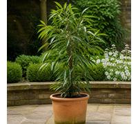 Ficus Binnendijks Narrow Leaf Fig 21Cm Pot Large Indoor Foliage Houseplant