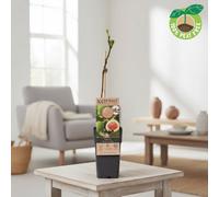 Ficus Carica Brown Turkey Pot Size 15 Cm Height 50 Fig Indoor Houseplant