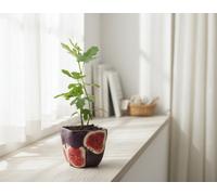 Ficus Carica Ceramic Pot Size 9 Cm Height 25 Fig Indoor Houseplant