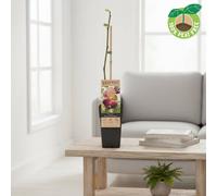 Ficus Carica Rouge De Bordeaux Pot Size 15 Cm Height 50 Fig Indoor Houseplant