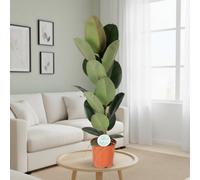 Ficus El Robusta Pot Size 21 Cm Height 85 Rubber Plant Indoor Houseplant