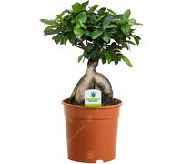 Ficus Ginseng - 1 Plant - House / Office Live Indoor Plant Tree In 12Cm Pot