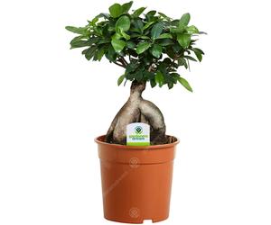 Ficus Ginseng - 1 Plant - House / Office Live Indoor Plant Tree In 12Cm Pot