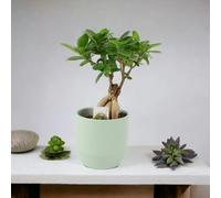Ficus Ginseng Bonsai 12cm - Easy Care, Bright Indirect Sunlight Tree - Ceramic Ewi Dot Green