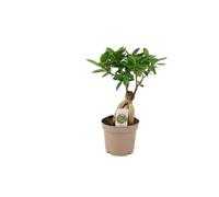 Ficus Ginseng Bonsai 12cm - Easy Care, Bright Indirect Sunlight Tree - No Container