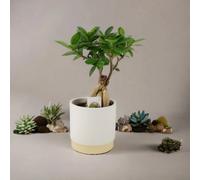 Ficus Ginseng Bonsai 12cm - Easy Care, Bright Indirect Sunlight Tree - Ceramic Eve Off White