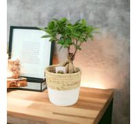 Ficus Ginseng Bonsai 12cm - Easy Care, Bright Indirect Sunlight Tree - Basket White Two Tone