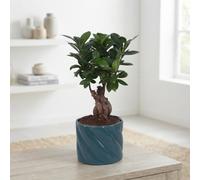 Ficus Ginseng Bonsai - 14Cm Ceramic Pot