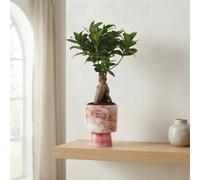 Ficus Ginseng Bonsai (Ficus Microcarpa) - 10Cm Ceramic Pot
