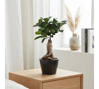 Ficus Ginseng Bonsai (Ficus Microcarpa) - 11Cm Ceramic Pot