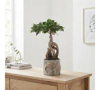 Ficus Ginseng Bonsai (Ficus Microcarpa) - 11Cm Pot