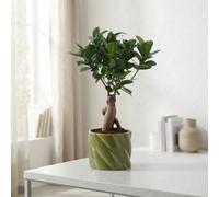 Ficus Ginseng Bonsai (Ficus Microcarpa) - 11Cm Pot