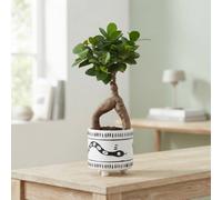 Ficus Ginseng Bonsai (Ficus Microcarpa) - 11Cm Pot