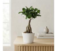 Ficus Ginseng Bonsai (Ficus Microcarpa) - 11Cm White Ceramic Pot