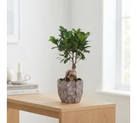 Ficus Ginseng Bonsai (Ficus Microcarpa) - 12Cm Ceramic Pot