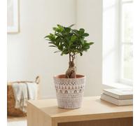Ficus Ginseng Bonsai (Ficus Microcarpa) - 14Cm Ceramic Pot