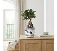 Ficus Ginseng Bonsai (Ficus Microcarpa) - 14Cm Pot