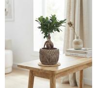 Ficus Ginseng Bonsai (Ficus Microcarpa) - 16Cm Pot