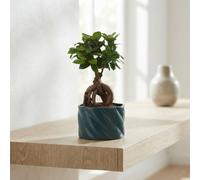 Ficus Ginseng Bonsai (Ficus Microcarpa) - 17Cm Ceramic Pot
