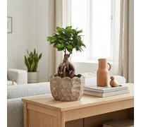 Ficus Ginseng Bonsai (Ficus Microcarpa) - 18Cm Pot