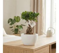 Ficus Ginseng Bonsai (Ficus Microcarpa) - 19Cm Folded Ceramic Pot