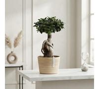 Ficus Ginseng Bonsai (Ficus Microcarpa) - 19Cm Pot