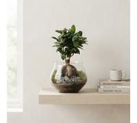 Ficus Ginseng Bonsai (Ficus Microcarpa) - 20Cm Glass Pot