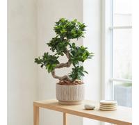 Ficus Ginseng Bonsai (Ficus Microcarpa) - 22Cm Ceramic Pot