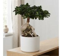 Ficus Ginseng Bonsai (Ficus Microcarpa) - 24Cm Pot