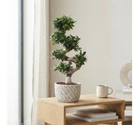 Ficus Ginseng Bonsai (Ficus Microcarpa) - 27Cm Ceramic Pot