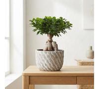 Ficus Ginseng Bonsai (Ficus Microcarpa) - 27Cm Ceramic Pot