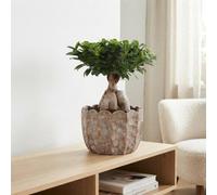 Ficus Ginseng Bonsai (Ficus Microcarpa) - 28Cm Ceramic Pot