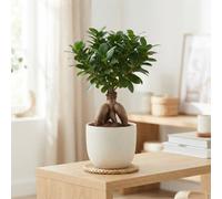 Ficus Ginseng Bonsai (Ficus Microcarpa) - 6Cm Pot